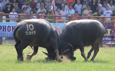 Chọi trâu Đồ Sơn 2025: 16 "ông trâu" tranh tài, mức giải thưởng tăng mạnh