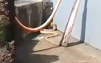 Người dân hoảng hồn khi phát hiện rắn hổ mang trắng quý hiếm dài 2,4m trong sân nhà