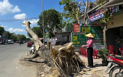 Hơn nửa tháng sau bão, đô thị Nghệ An vẫn ngổn ngang cây xanh gãy đổ