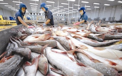 Xuất khẩu cá tra vượt mốc 1,4 tỷ USD