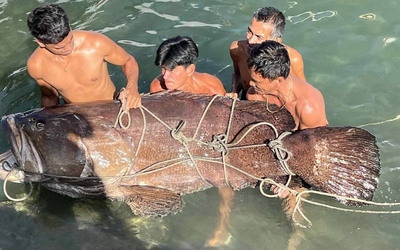 Ngư dân bắt được con cá mú khổng lồ nặng 150kg trên biển