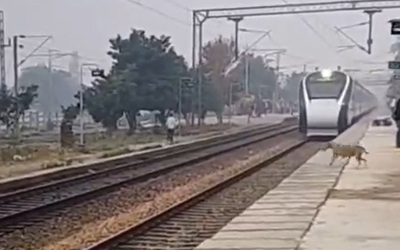 Chú chó thoát chết thần kỳ trước hai đoàn tàu đang chạy với tốc độ cao