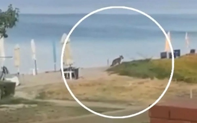 Bé gái bị chó sói tấn công dữ dội tại khu nghỉ dưỡng