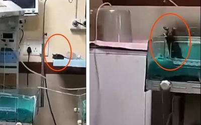 Trẻ sơ sinh bị cắn khắp người, y tá sốc nặng khi biết thủ phạm