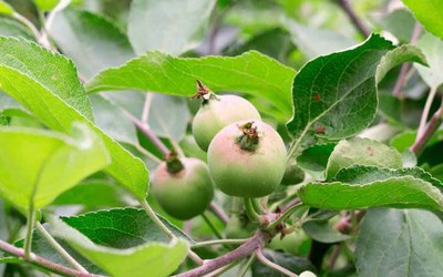 Loại quả được đánh giá "tốt nhất thế giới", ở chợ Việt mua đâu cũng có