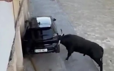Bò tót hung dữ phá nát ô tô, hai người may mắn chạy thoát