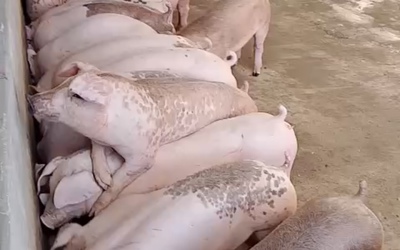 Thịt lợn và lợi ích dinh dưỡng của nó