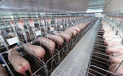 Những lưu ý khi điều trị bệnh cho gia súc, gia cầm