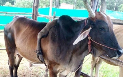 Con bò 5 chân được trả 826 triệu đồng, người đàn ông từ chối bán
