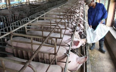 “Tiêu chí vàng” giúp nhà nông nuôi heo thịt thành công