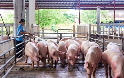 Những giai đoạn nuôi heo thịt cơ bản, muốn thành công người chăn nuôi nhớ “bỏ túi”
