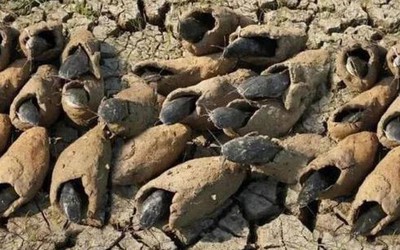 Loài cá duy nhất trên thế giới có thể sống vài năm không cần nước, không ăn vẫn sống khỏe