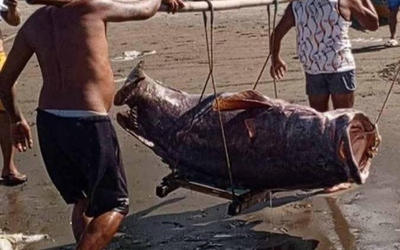 Ngư dân bắt được con cá mú khổng lồ nặng 147kg trên biển