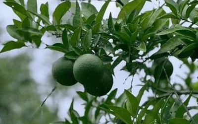 Loại quả được đánh giá "tốt bậc nhất thế giới", được trồng bạt ngàn ở Việt Nam