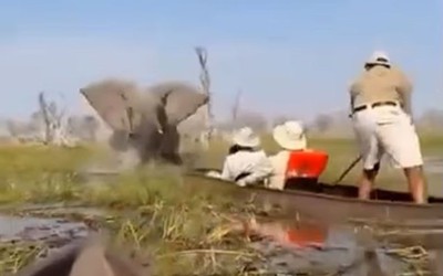 Voi dữ lật úp thuyền, 4 du khách may mắn thoát chết