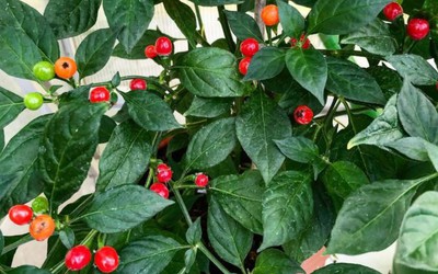 Loại quả đắt đỏ bậc nhất thế giới, 900 triệu đồng/kg, ở Việt Nam có người trồng thành công