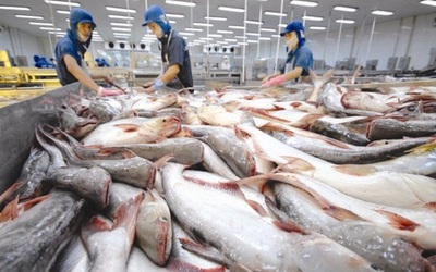 Doanh thu từ Mỹ và Trung Quốc lao dốc, Vĩnh Hoàn hụt đà tăng trưởng