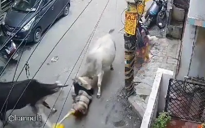Bò điên bất ngờ tấn công người đàn ông trên phố và cái kết
