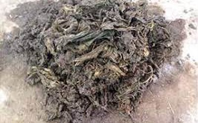 Các bác sĩ sốc nặng khi lấy ra thứ "đáng sợ" nặng 40 kg từ dạ dày con bò hoang