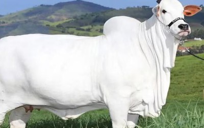 Con bò đắt nhất thế giới giá 105 tỷ đồng có gì đặc biệt?