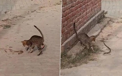 Mèo nhà tung "liên hoàn cước" tấn công rắn và cái kết