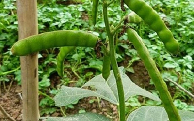 Ăn loại hạt quen thuộc, 6 người trong nhà nôn dữ dội, 2 ca nguy kịch