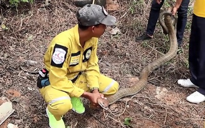 Bắt sống rắn hổ mang chúa dài 4,9 mét, nặng 10kg khi đang xây nhà