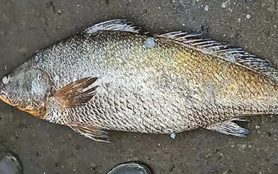 Bắt được con cá nặng 25kg, ngư dân liền bán với giá 115 triệu đồng