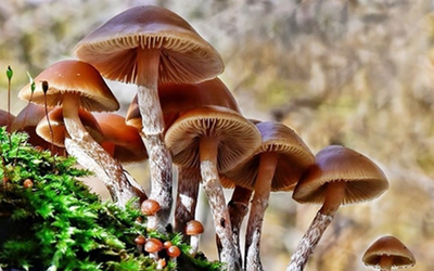 Bộ Y tế: Khẩn trương điều tra vụ nghi ngộ độc thực phẩm do ăn nấm lạ tại Tây Ninh