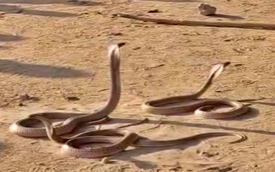 Bị rắn cắn, nam thanh niên có hành động khiến bác sĩ sợ hãi bỏ chạy