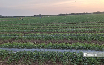 Loại quả hút khách dịp Tết vào mùa quyết định, nông dân tất bật "chạy nước rút"