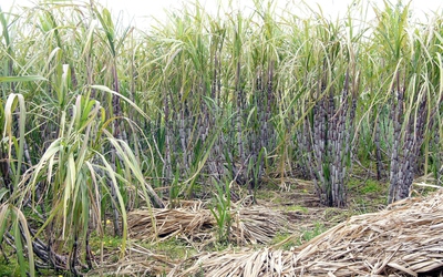 Đi chặt mía, bé gái tử vong khi bị hổ dữ tấn công