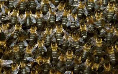 Đang "hóng chuyện", người phụ nữ bị ong tấn liên tiếp dù đã nhảy xuống sông