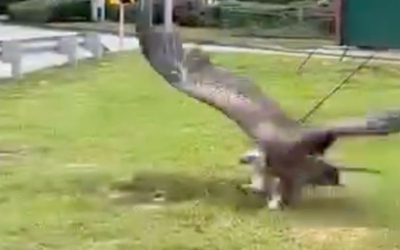 Người phụ nữ phát hiện kền kền khổng lồ trên đường cao tốc