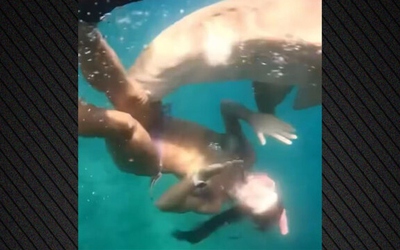 Đang lặn biển, người phụ nữ bị cá mập tấn công và cái kết