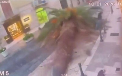 Cây xanh bất ngờ đổ xuống đường, đè trúng ô tô đang di chuyển