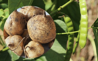 Củ đậu ví như "nhân sâm người nghèo" rất tốt nhưng có bộ phận là "thuốc độc": Bạn đã biết chưa?