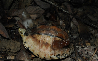 Phát hiện loài rùa trán vàng, động vật hoang dã quý hiếm nhất thế giới ở Việt Nam