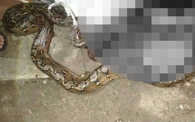 Người đàn ông bị trăn khổng lồ dài 4 mét siết tử vong