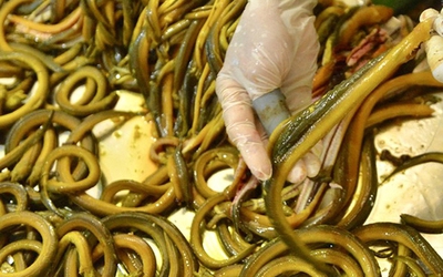 Đặc sản xứ Nghệ “bổ hơn sâm”: Thứ quà dân dã khiến ai thử cũng mê