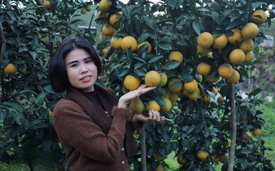 “Thủ phủ” cam giòn bội thu tiền tỷ mùa Tết