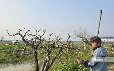 Hàng nghìn gốc đào chết sau mưa lũ, làng đào phai lao đao cận Tết