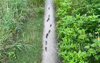 Cá rô đồng xếp hàng trật tự, "đi bộ" trên đường