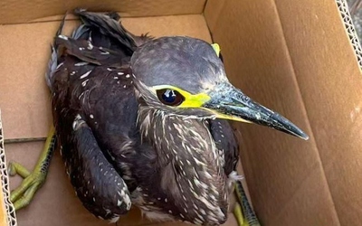 Đi câu cá, người đàn ông bắt được con chim "bí ẩn"