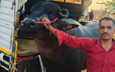 Con trâu màu đen sì có giá 60 tỷ đồng, chủ vẫn "chưa ưng bán"