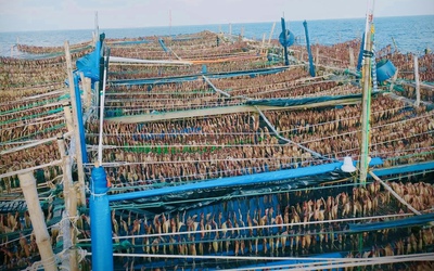 "Lộc biển" được giá, ngư dân đón Tết sớm