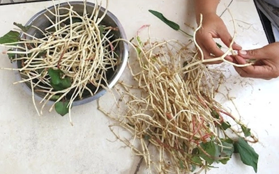 Đừng chỉ ăn lá, rễ loại cây này quý như "nhân sâm người nghèo", ở quê mọc đầy vườn