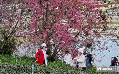 Lễ hội hoa Mai Anh Đào – cú hích cho du lịch Đà Lạt mùa cao điểm