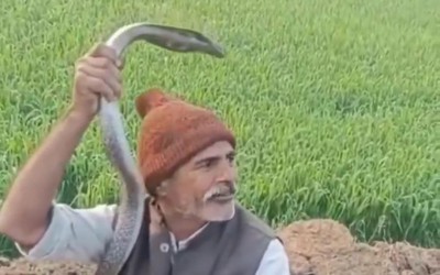 Khoe khoang bắt được rắn hổ mang, người đàn ông bị cắn tử vong