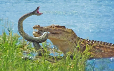 Trăn khủng đau đớn khi bị cá sấu quăng quật, tấn công trên sông